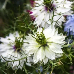 Nigella Miss Jekyll White - Love In A Mist - Seed -Foliage Flair Shop white nigella
