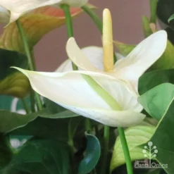 Anthurium White Winner -Foliage Flair Shop white winner new spadix colour