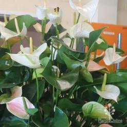 Anthurium White Winner -Foliage Flair Shop white winner plant flowering