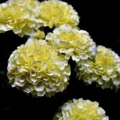 Marigold Kilimanjaro White - Seed -Foliage Flair Shop white tagetes