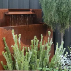 Adenanthos - Woolly Bush