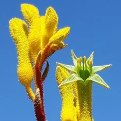 Anigozanthos Yellow Gem - Kangaroo Paw -Foliage Flair Shop yellow gem paw