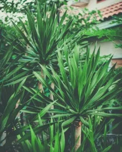 Yucca Elephantipes - Soft-tip Yucca -Foliage Flair Shop yucca clump small