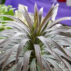Yucca Desmetiana -Foliage Flair Shop yucca desmentiana plant