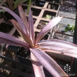 Yucca Desmetiana -Foliage Flair Shop yucca desmet