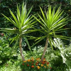 Yucca Elephantipes - Soft-tip Yucca -Foliage Flair Shop yucca gigantea 1