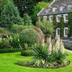 Yucca Elephantipes - Soft-tip Yucca -Foliage Flair Shop yucca variegated in formal garden