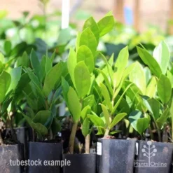 Zamioculcas Zanzibar Gem - ZZ Plant -Foliage Flair Shop zamioculcas tubes