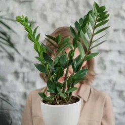 Zamioculcas Zanzibar Gem - ZZ Plant -Foliage Flair Shop zanzibar gem hiding