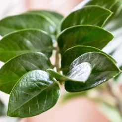 Zamioculcas Zanzibar Gem - ZZ Plant -Foliage Flair Shop zanzibar leaf closeup
