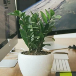 Zamioculcas Zanzibar Gem - ZZ Plant -Foliage Flair Shop zz desk close